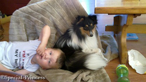 Dylano de familiehond